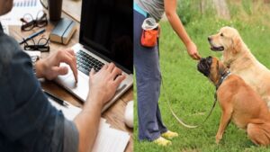 online dog trainer course