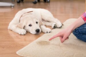 House training puppies