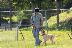 dog trainer certification