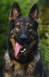 True deals german shepherd