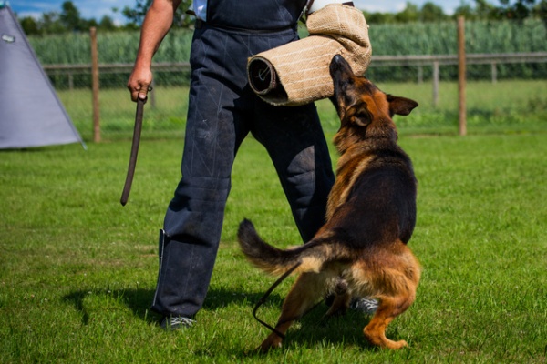 guard dog training near me