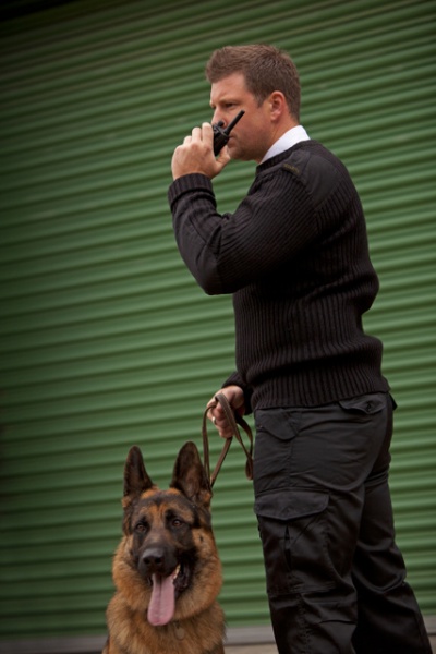 security dog training