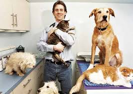 spay or neuter