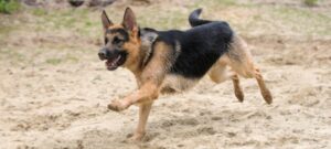 police dog training