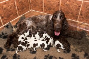 dog breeding