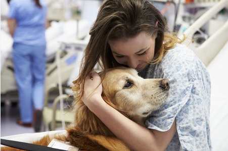 Therapy Dogs 