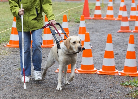 Seeing Eye Dog Training