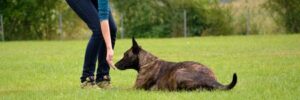 Conifer Canine’s Dog Trainer College