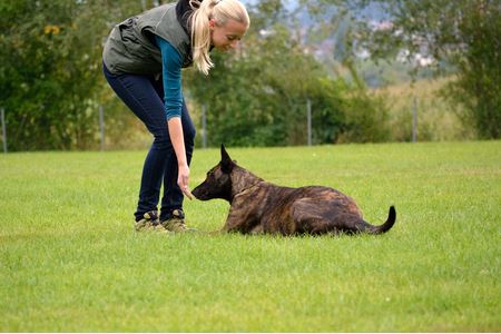 Dog Training Program 