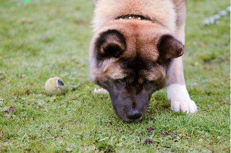 Scent Dogs 