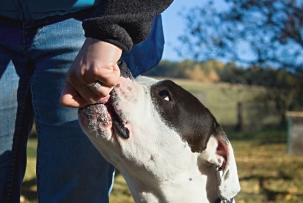 Dog Trainer College