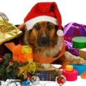 Training Dogs to Behave During the Busy Holiday