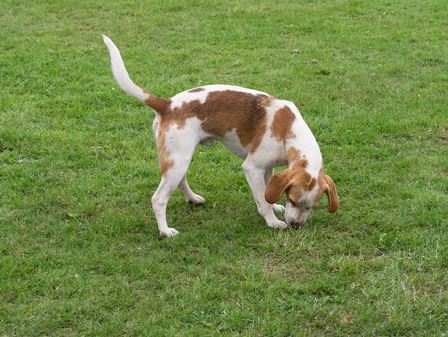 Scent Dogs 