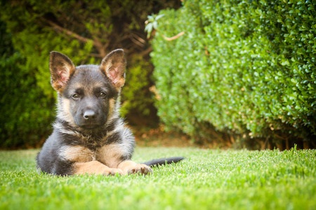 Dog Breed Facts 