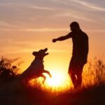Dog Trainer Courses