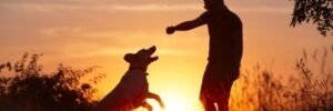 Dog Trainer Courses