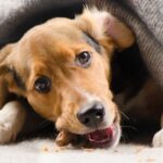 Getting a Dog