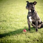 Dog Trainer Tips