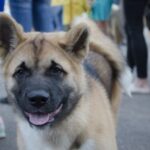 Tips on Training Dogs
