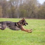 Exercising Your Dog