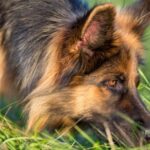 Dogs Sense of Smell