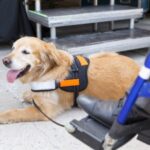 Dog Trainer College