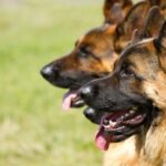 Latest Dog News