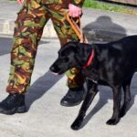 Service Dog for PTSD Suffers
