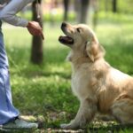 our Experience with Your Challenging Dog Will Make You a Good Trainer