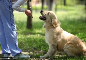 Your Experience with Your Challenging Dog Will Make You a Good Trainer