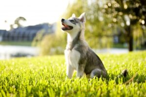 Teaching Your Dog to Be Obedient Starts with Sit