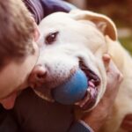 Tips for Training Your Dog