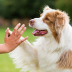 Dog Giving Trainer a High Five