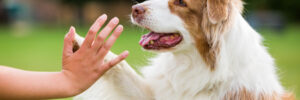 Dog Giving Trainer a High Five