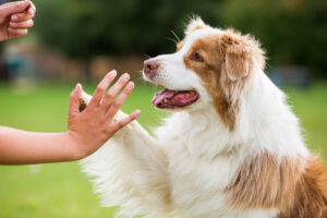 Dog Giving Trainer a High Five