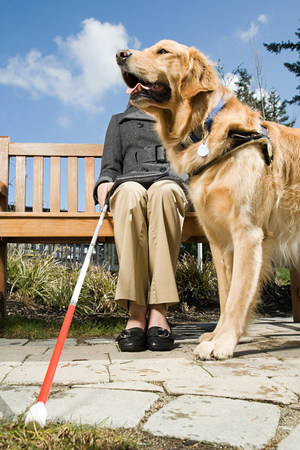 Service Dog Aiding a Blind Woman