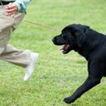 Dog trainer Running with a Dog During a Class