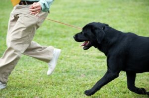 Dog trainer Running with a Dog During a Class