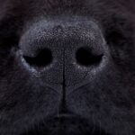 Nose of a Scent Detection Dog