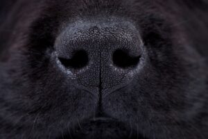 Nose of a Scent Detection Dog