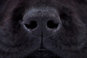 Nose of a Scent Detection Dog