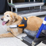 Service Dog Responibilities to it's Owner