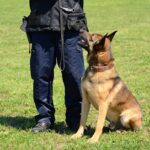 Security Dog Sitting by Dog Trainer