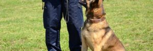 Security Dog Sitting by Dog Trainer