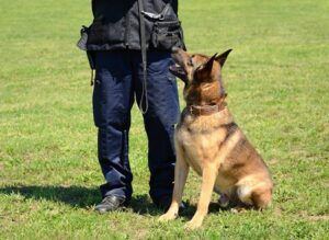 Security Dog Sitting by Dog Trainer