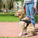 Top Three Service Dog Breeds