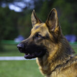 Top Breeds for Scent Detection Dogs