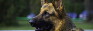 Top Breeds for Scent Detection Dogs