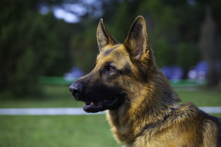 Top Breeds for Scent Detection Dogs
