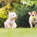 Puppies Playing in Training Class